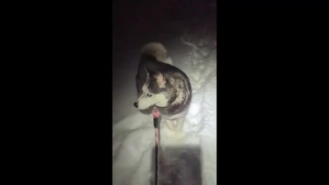 Dogs Trudge Through Flagstaff Snow as Wintry Weather Continues in Northern Arizona