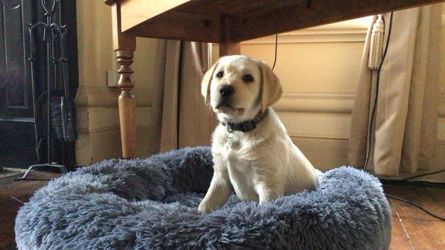 15-week-old Labrador Pippa was senselessly injured in an aggravated burglary at Scotsburn.