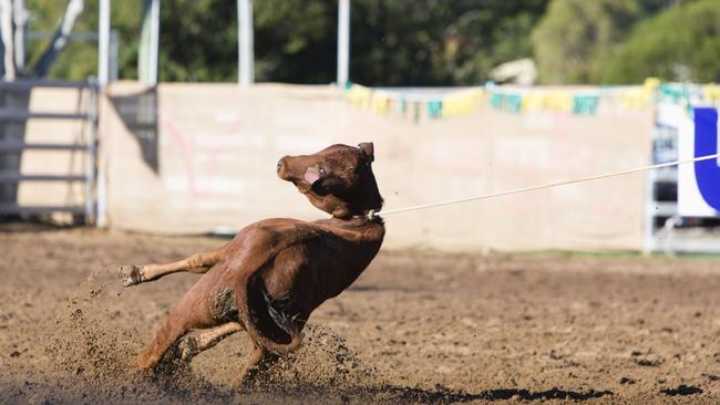 RSPCA Queensland supports the ban on calf roping.