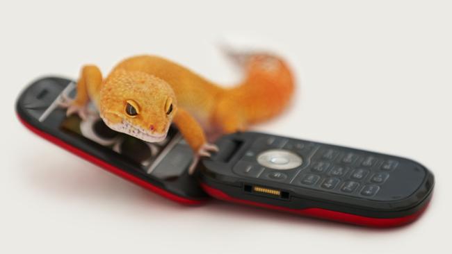 Yellow leopard gecko placed on a cellphone against white background