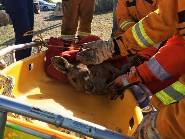 SES officers getting the kangaroo ready to be taken away for medical attention. Picture: Chris Jones