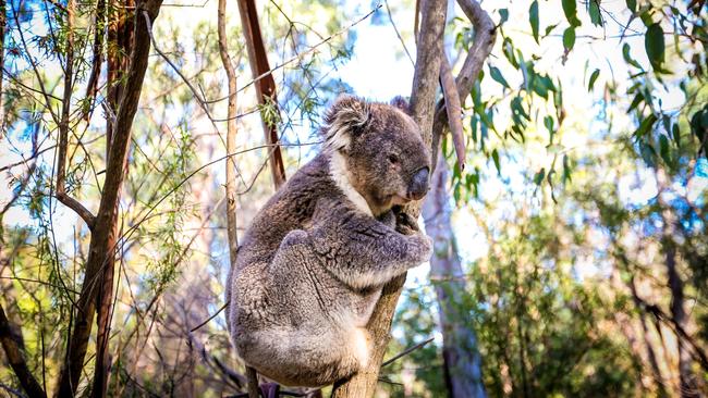 You’ll have plenty of interesting neighbours in Upwey.