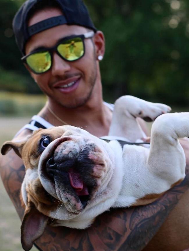 Hamilton with Roscoe the bulldog. Picture: Instagram