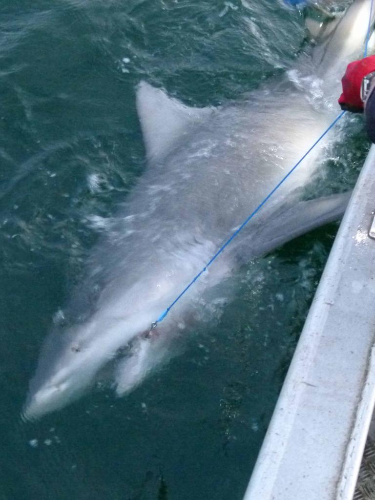 A bull shark found in Sydney Harbour in 2012. Picture: Supplied