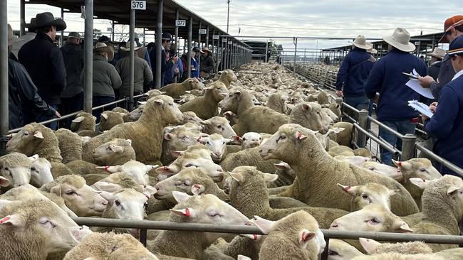 The big yarding at Wagga Wagga Livestock Marketing Centre sheep and lamb sale saw almost 70,000 sheep and lambs offered today. Picture: Nikki Reynolds