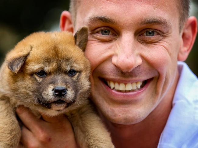 Chad Staples holds one of seven dingo pups which was part of a recent Featherdale captive breeding program.