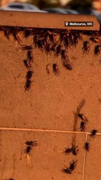 Melbourne invaded by horde of crickets