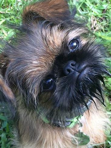 Brussels griffon for sale gold sale coast