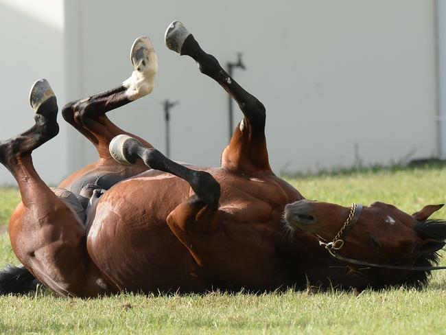 Lloyd Williams’ latest acquisition, Johannes Vermeer, has a roll on the grass after a trackwork gallop. Picture: AAP