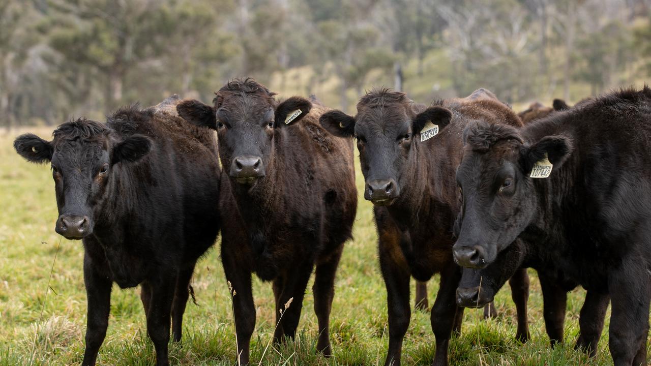Rural Funds to offload NSW cattle farm for $20m-plus