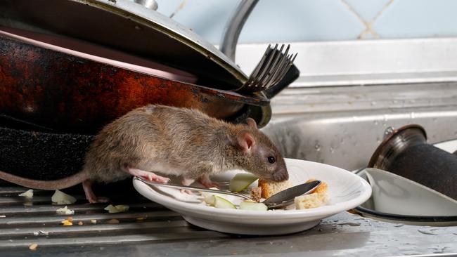 The city council has pinged dozens of Gold Coast businesses for dodgy food safety practices. Picture: iStock