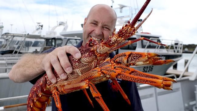 Professional Rock lobster fisherman Paul Regnier in Robe with a Southern Rock Lobster. Picture: Kelly Barnes/The Australian