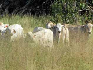 Peabody coal mine rehabilitation sees Cattle taking over the Wilkies Creeks area. Picture: Peabody Australia