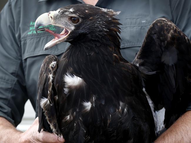 Raptor Refuge founder Craig Webb holds a wedge-tailed eagle, fully rehabilitated after sustaining soft tissue damage caused by collision with overhead power lines. Picture: KIM EISZELE