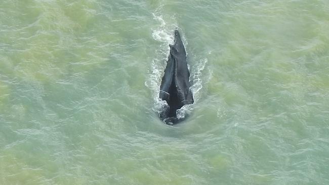 The humpback whale that found its way into the East Alligator River in Kakadu has rturned to the open ocean. Picture: Parks Australia