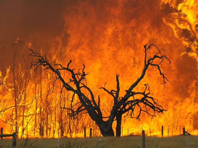 Vic bushfires scene - Tree burns with huge orange flames and smoke in background 17 Feb 2009.