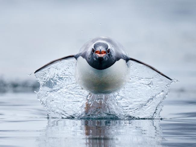 Craig Parry: A gentoo penguin, the fastest penguin species in the world, charges across the water. Antarctica