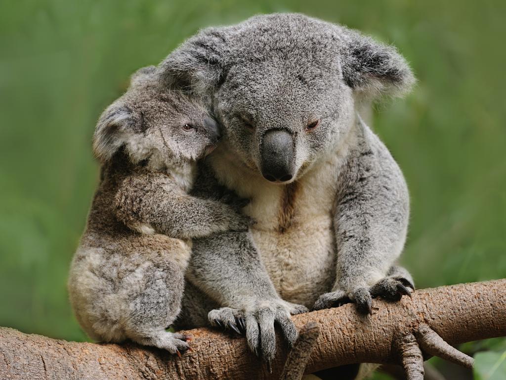 Koala mom and her joey have a cuddle. Picture: istock