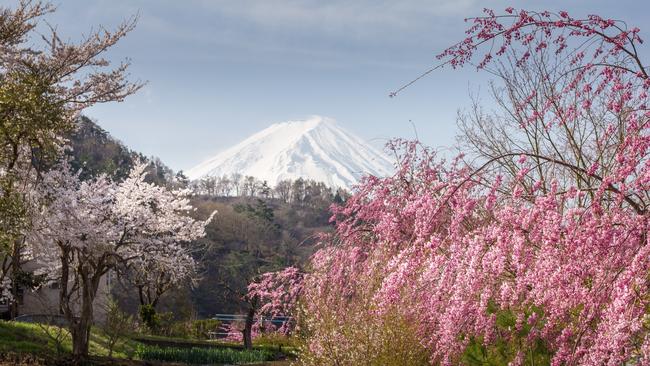 Cherry blossom and the Mount Fuji by the Ashi lake, Hakone, Japon