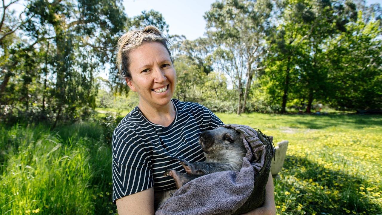 Pebbles the Wombat and Brigitte Stevens from the Wombat Awareness Organisation. Picture: AAP / Morgan Sette