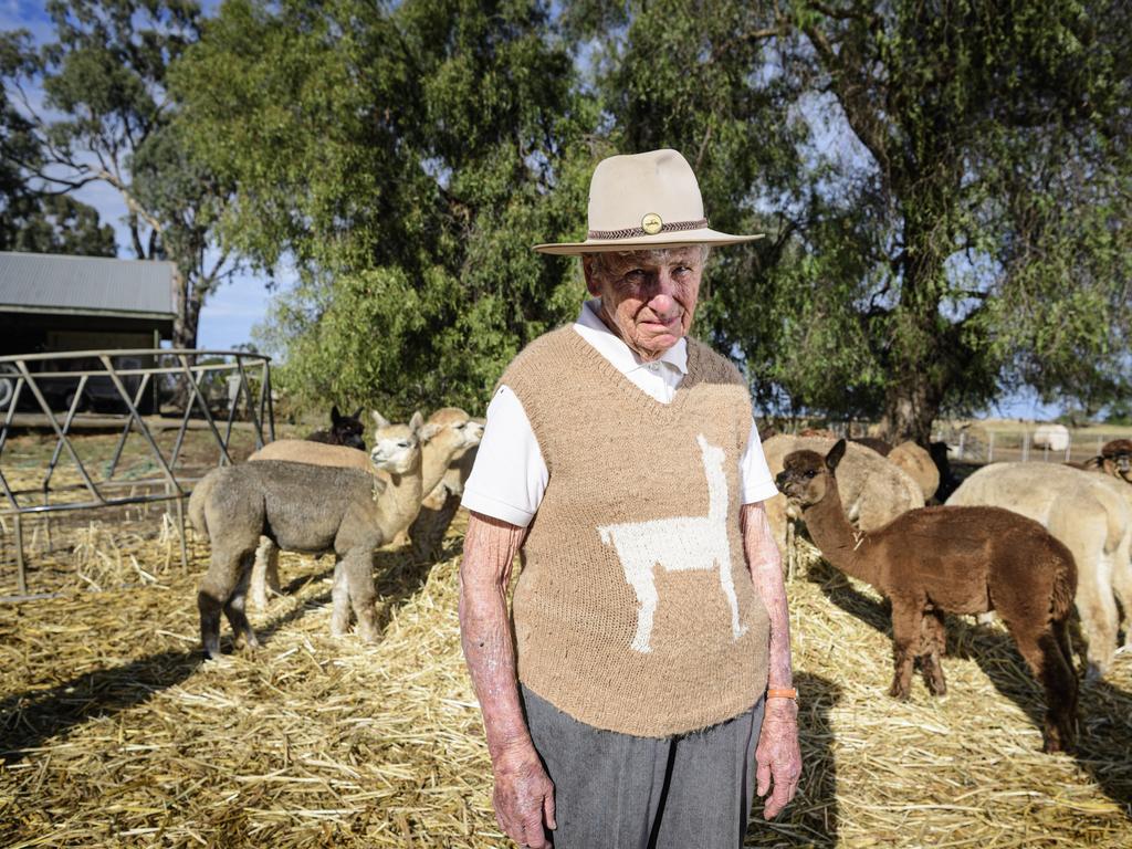 Aileen Harrison of Double-H Alpacas as the stud opens to the public for National Alpaca Week, Friday, May 16, 2025. Picture: Kevin Farmer
