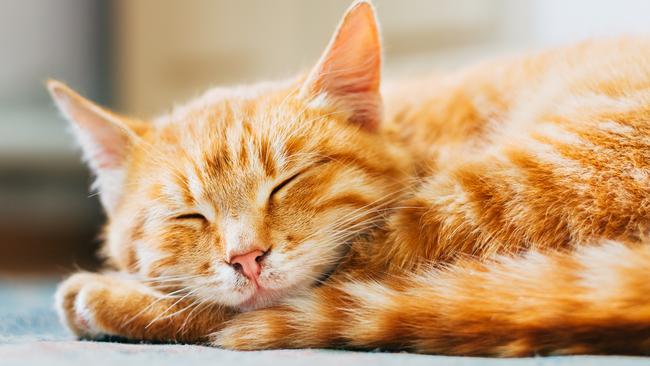 Dreaming of a golden year ahead! Picture: iStock