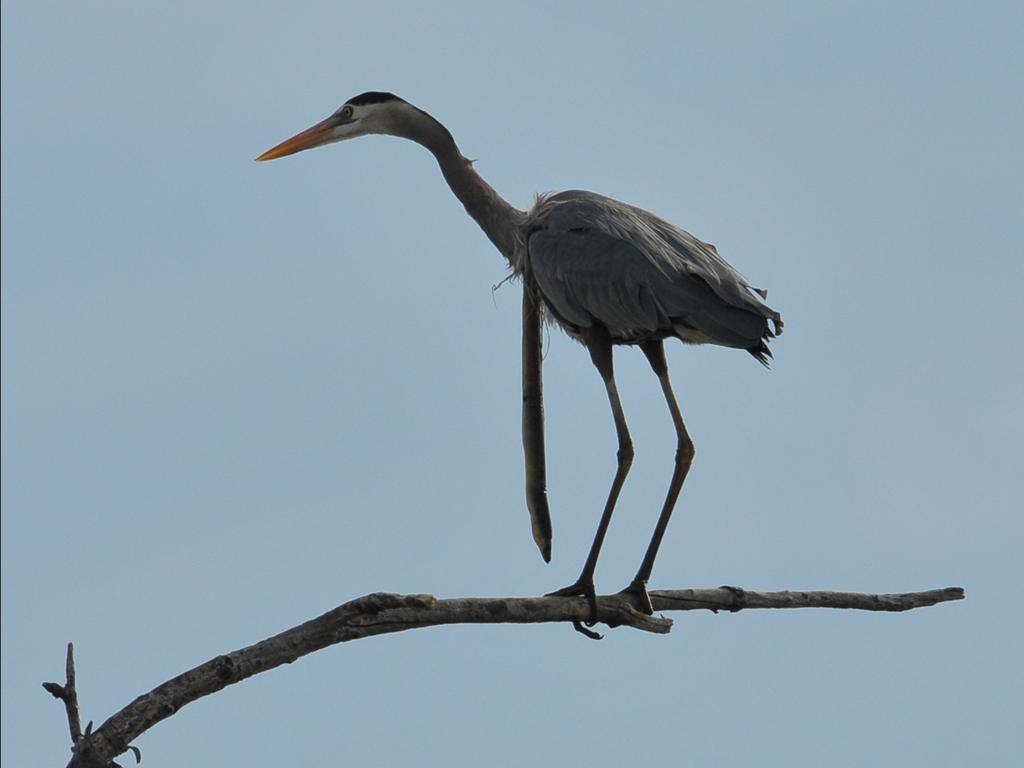 Wildlife staff said they’d never seen anything like it. Picture: Sam Davis/Jam Press