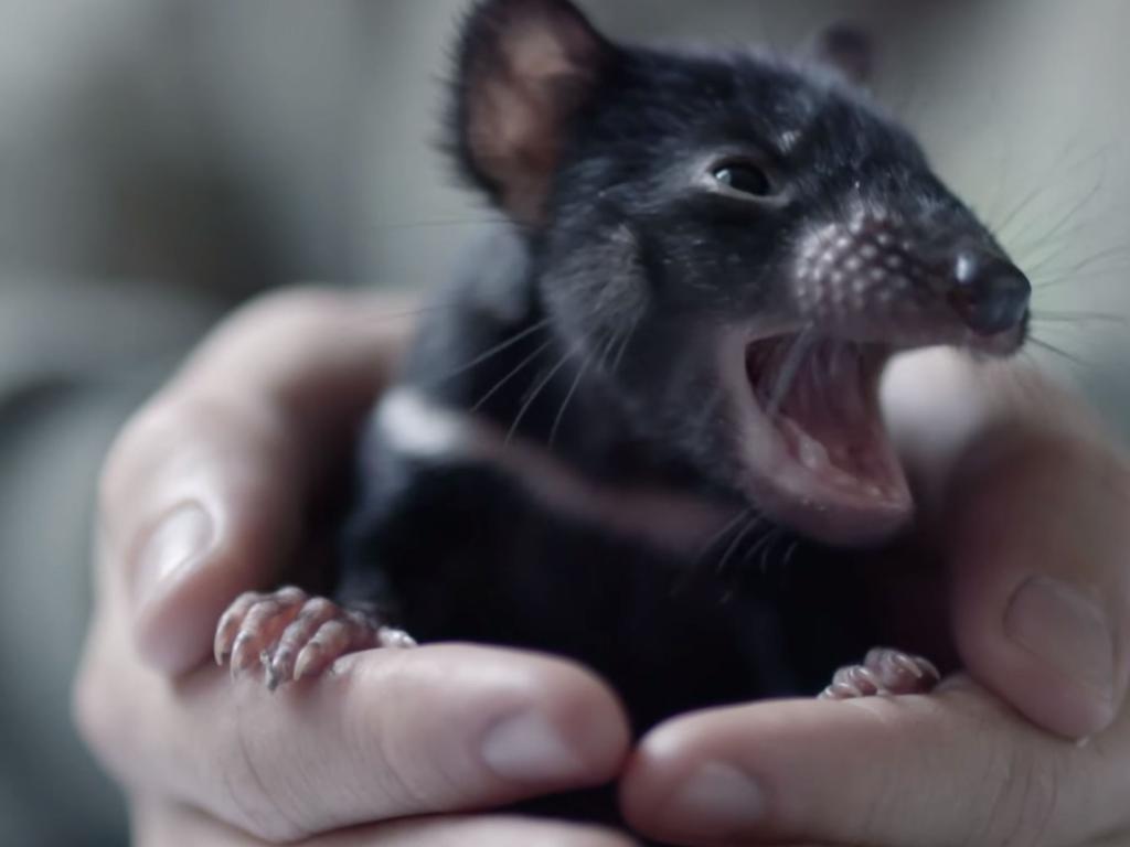 Aussie Ark has bred more than 400 devil joeys. Picture: Aussie Ark