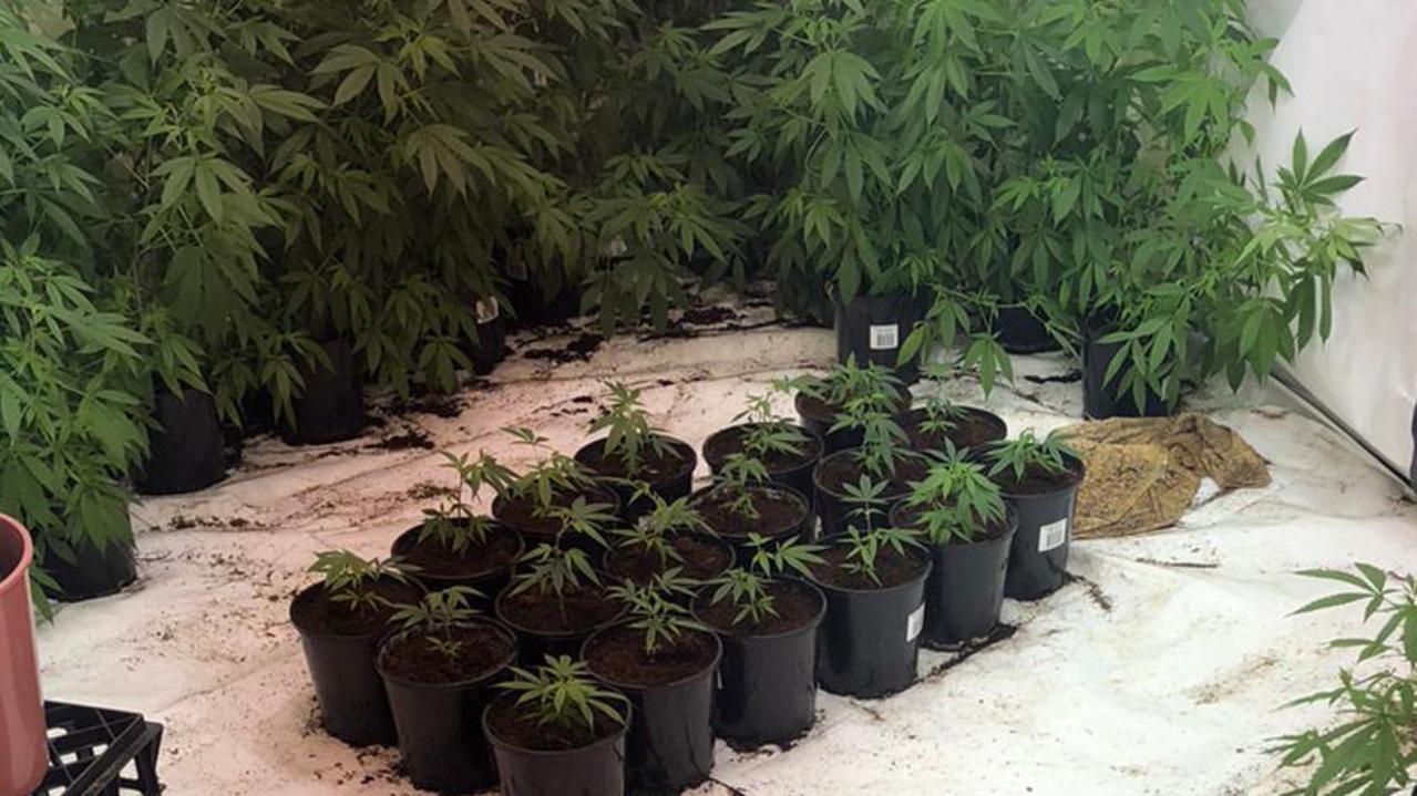 Hydroponic cannabis: $500,000 worth seized from Sydney houses | news ...