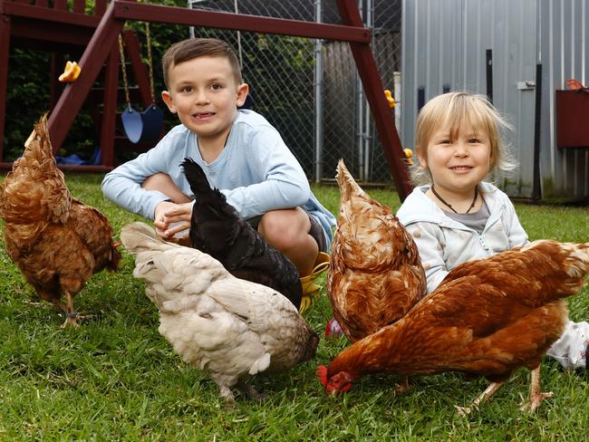 $15 egg fears spark return of backyard chooks