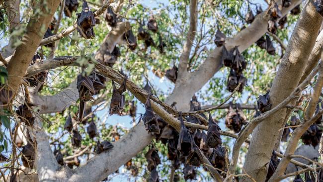 Associate Professor at the Nepean Blue Mountains Local Health District, Bradley Forssman, said bats may carry a rabies-like virus, lyssavirus. Pic: Supplied.