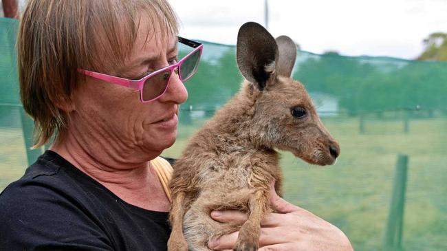 Dr Heather Gray moved to Mungallala in 2017 and transformed the old post office to a cafe with a twist, her passion is providing sanctuary for injured or orphaned joeys. Picture: Ellen Ransley