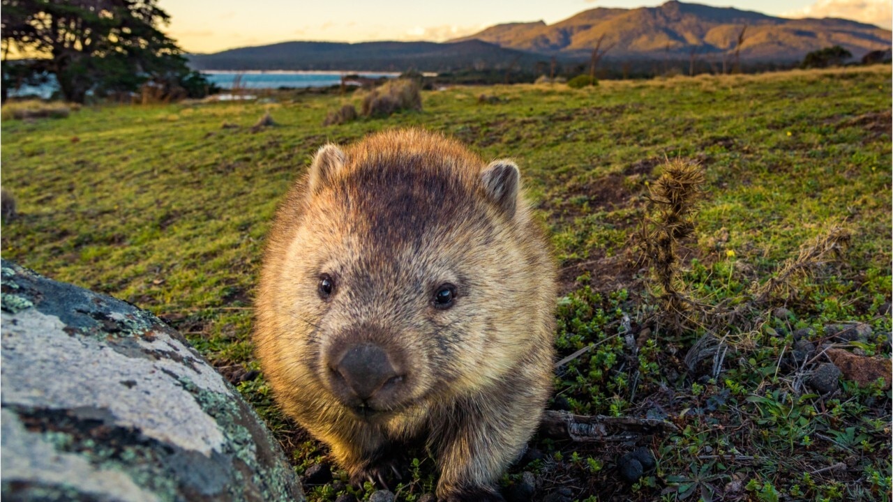 World celebrates Wombat Day Oct 22