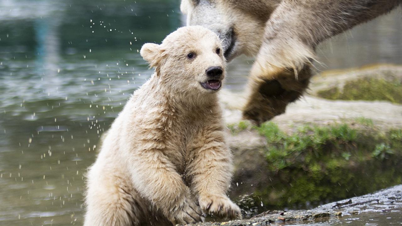 One of twins has a splash. Picture: Tonny Hoevers, Ouwehands Zoo via AP