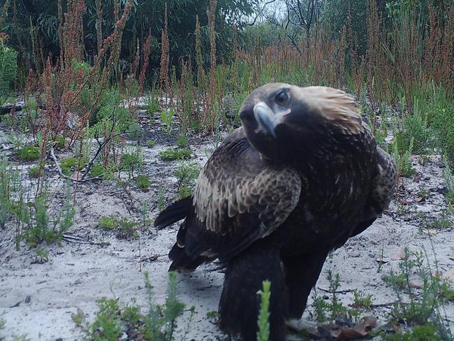 A wedge-tailed eagle pictured on Kangaroo Island. Picture: WWF Australia