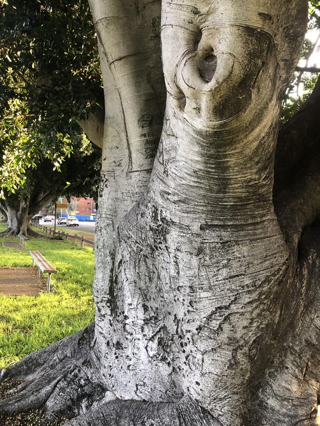 One of the grand old trees at Robin Thomas Reserve.