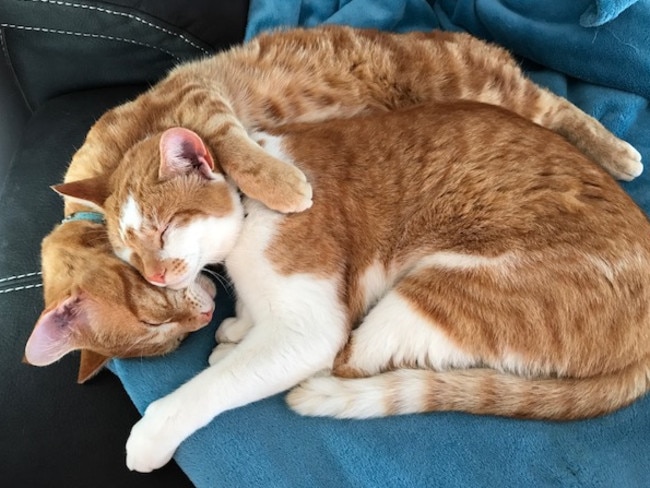 Ziggy and Franky: What a purrrfect pair! There’s nothing cosier than snuggling together on the lounge.