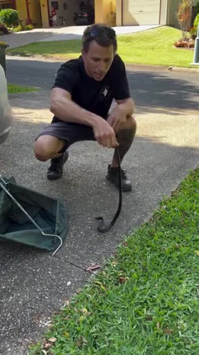 Sunshine Coast driver’s shock after car ride with deadly snake