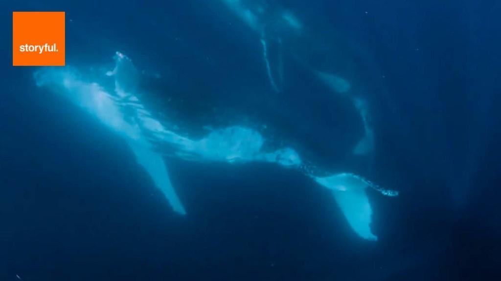 Couple's 'Once In A Lifetime' Whale Encounter  