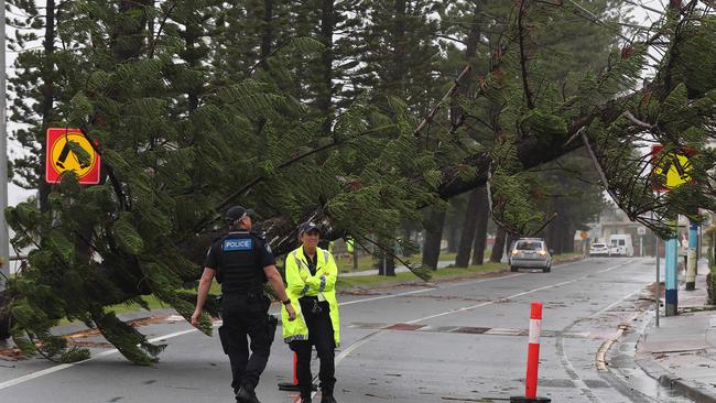 Gold Coasters are waking up to see what damage TC Alfred has caused including trees down like this one in Labrador. Pics Adam Head