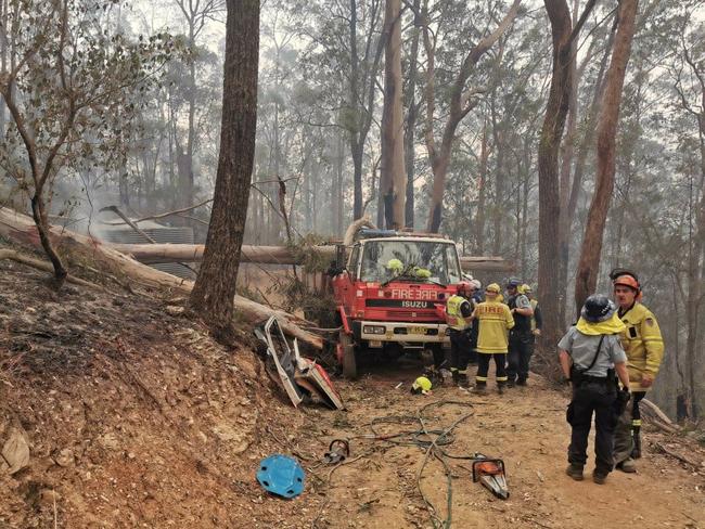 The tree was over 60m tall. Picture: Supplied