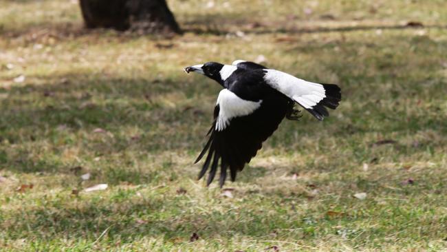 There have been several attacks already reported around the South Yarra area.