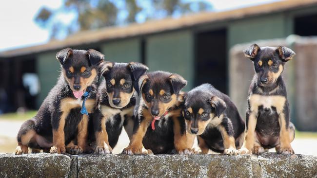 More than a dozen dogs and puppies were seized. Picture: Generic