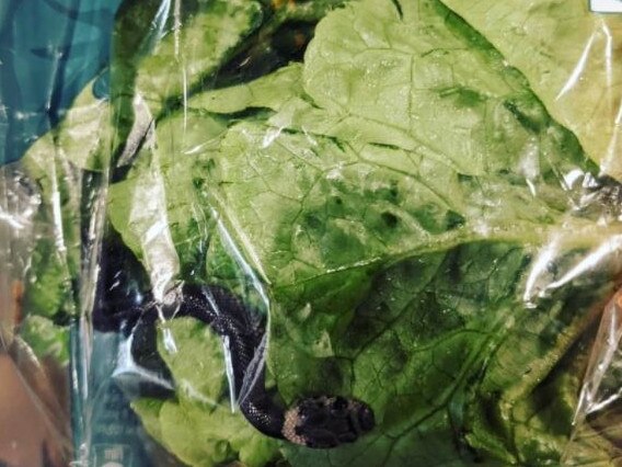 A close up of the snake 'alive' inside the bag. Picture: Supplied