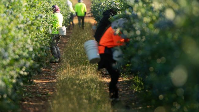 “We need to root out these rotten operators who have been able to get away with exploiting their workers for years” says the AWU who is calling for a Royal Commission.