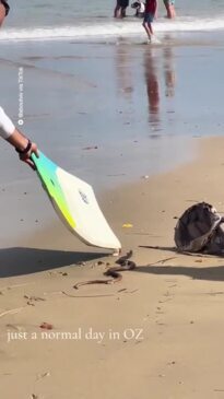 Snake taken off beach with surf board