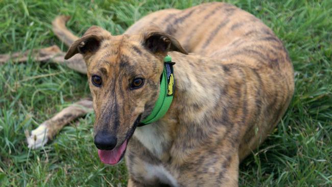 Dogs in the Greyhound Adoption Program Tasmania