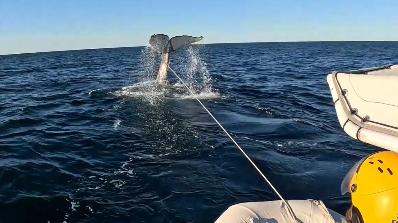 Humpback badly entangled in fishing gear rescued | The Mercury