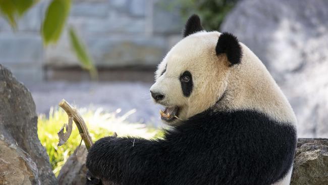 Giant Panda, Xing Qiu was a big winner in the 2025 federal budget. Picture: Brett Hartwig