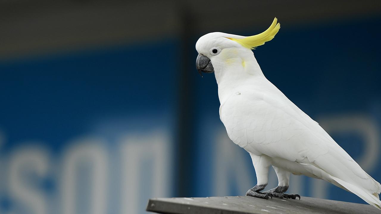 For comparison, here’s a real cockatoo. Picture: NCA NewsWire/Joel Carrett